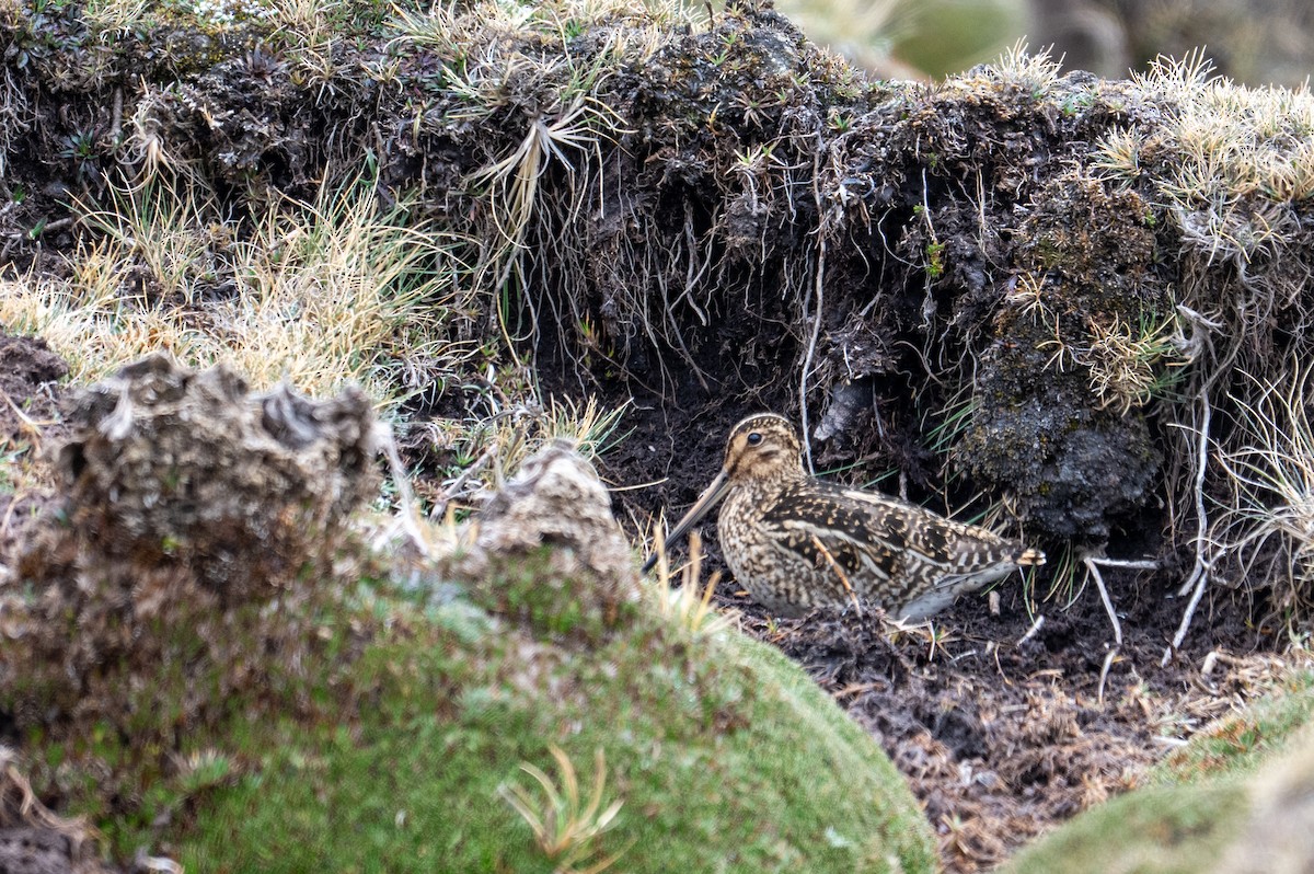Puna Snipe - ML643672638