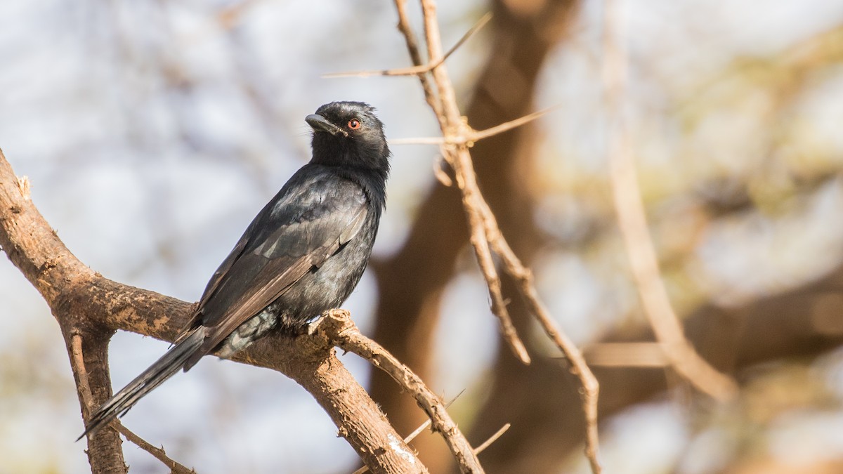drongo africký - ML643672639