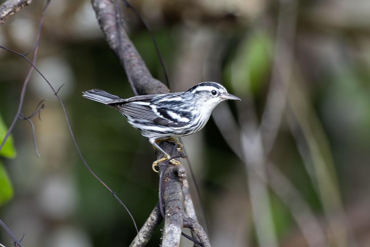 Black-and-white Warbler - ML643672645