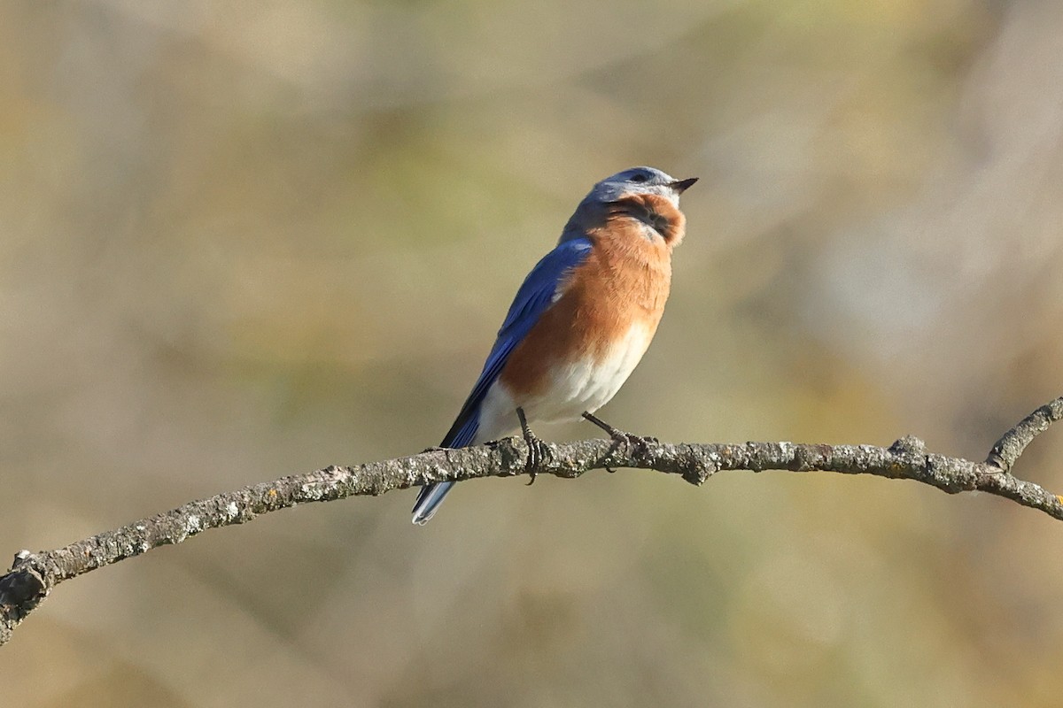 Eastern Bluebird - ML643672681