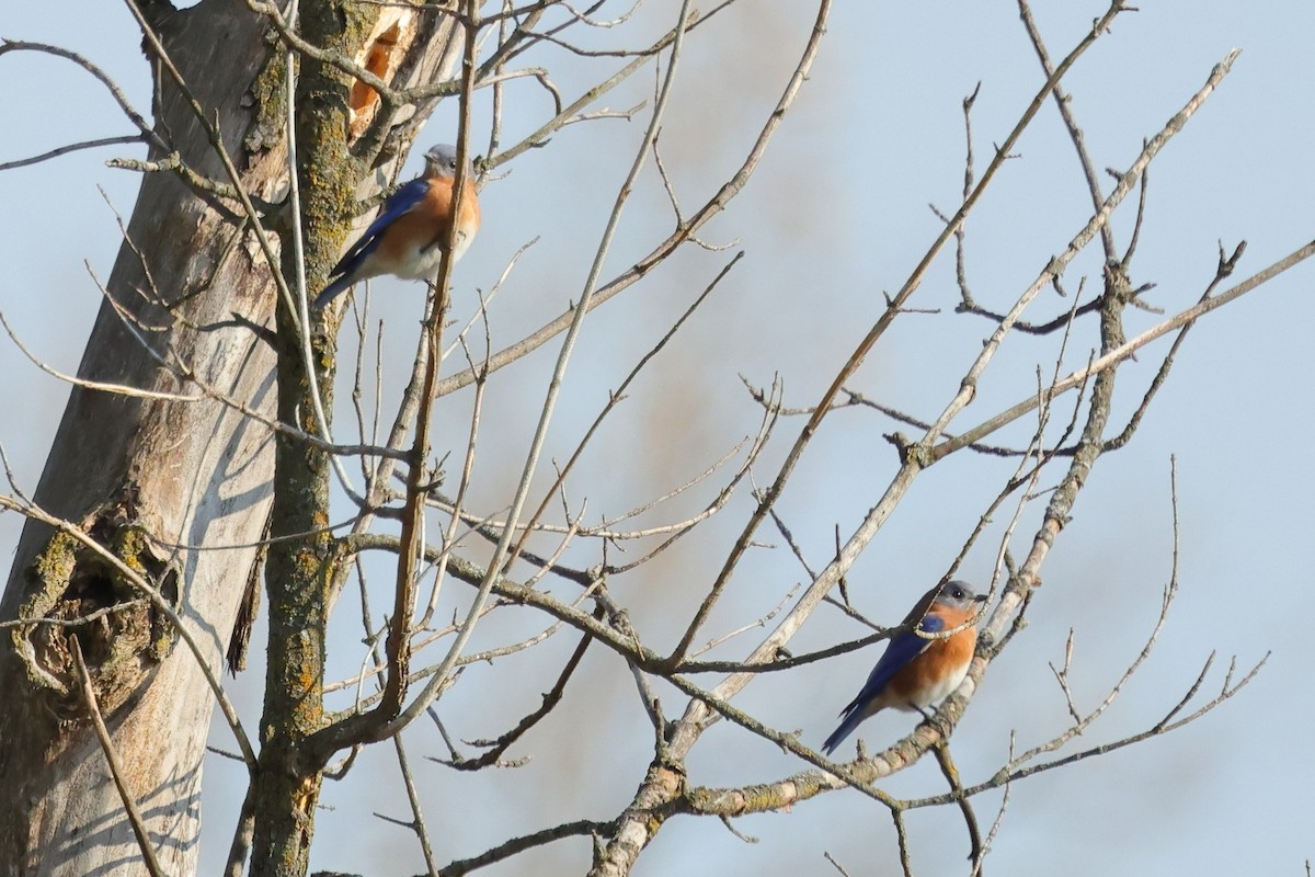 Eastern Bluebird - ML643672685