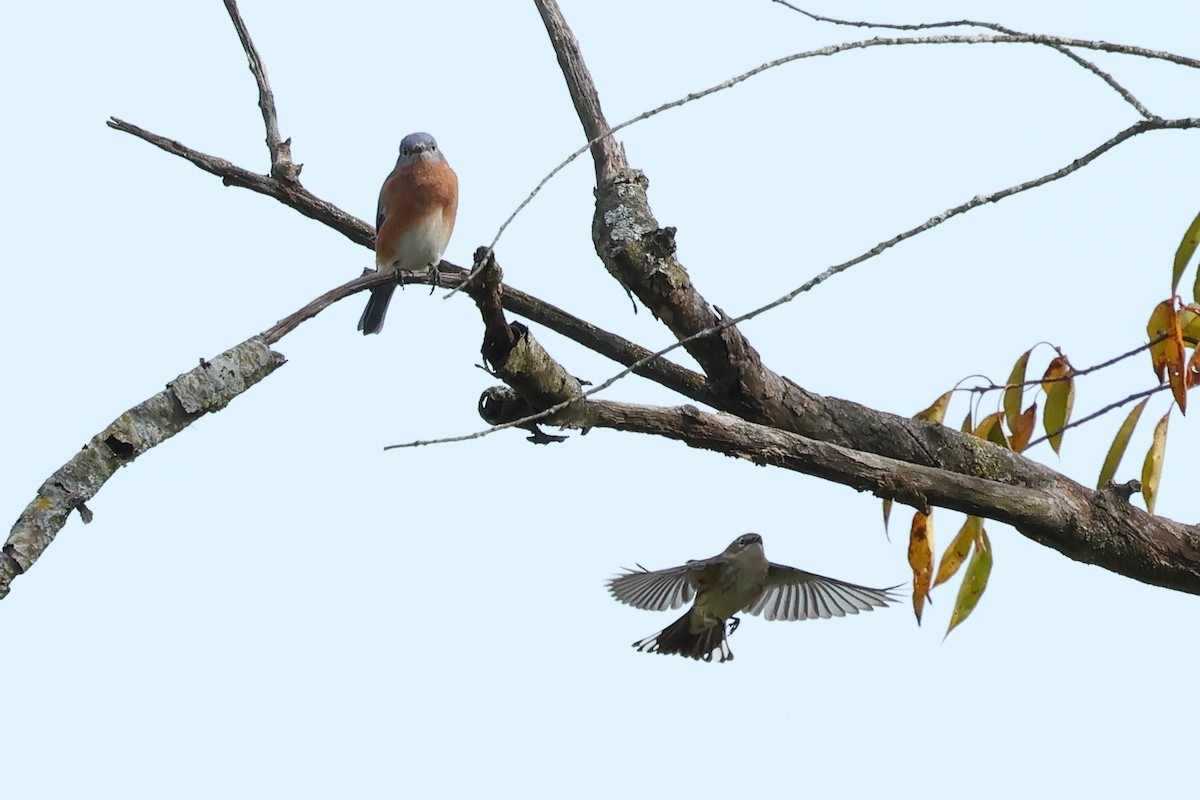 Eastern Bluebird - ML643672690
