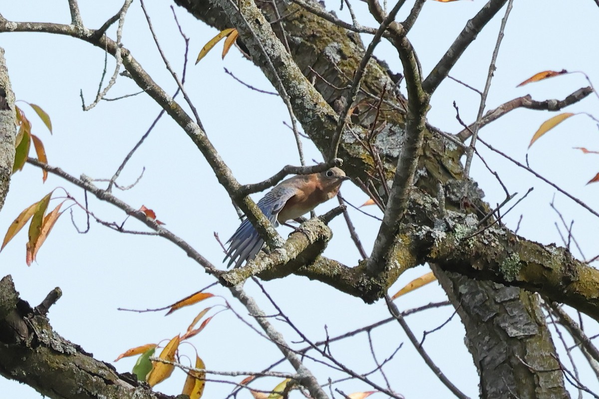Eastern Bluebird - ML643672695