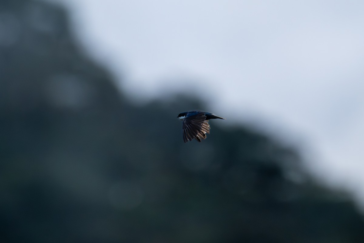 Blue-and-white Swallow - ML643672705