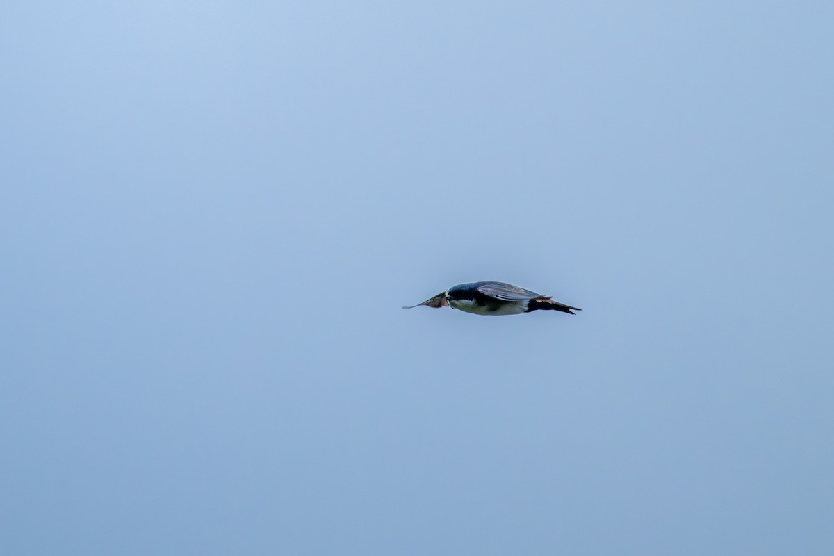 Blue-and-white Swallow - ML643672706