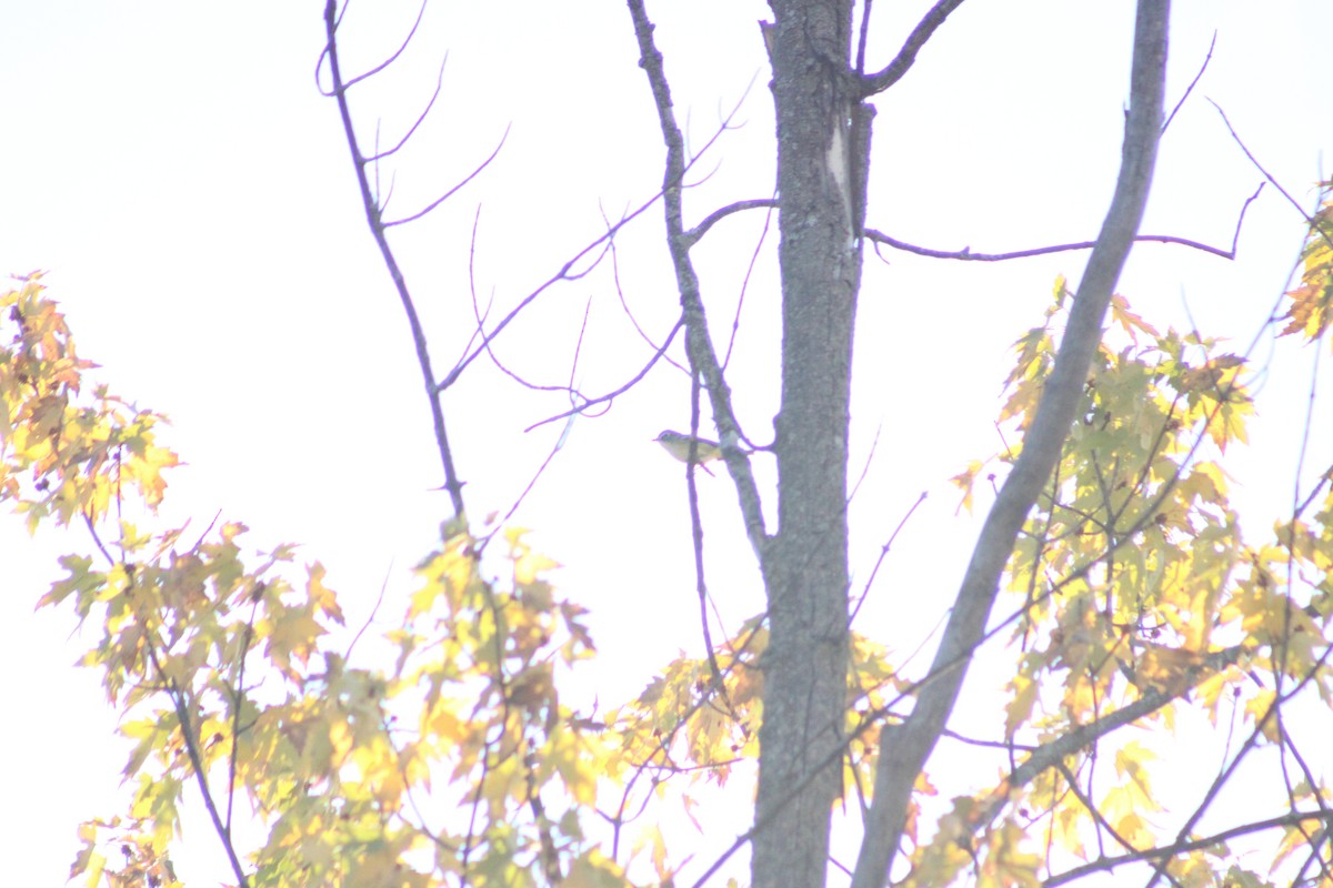 Blue-headed Vireo - ML643672728