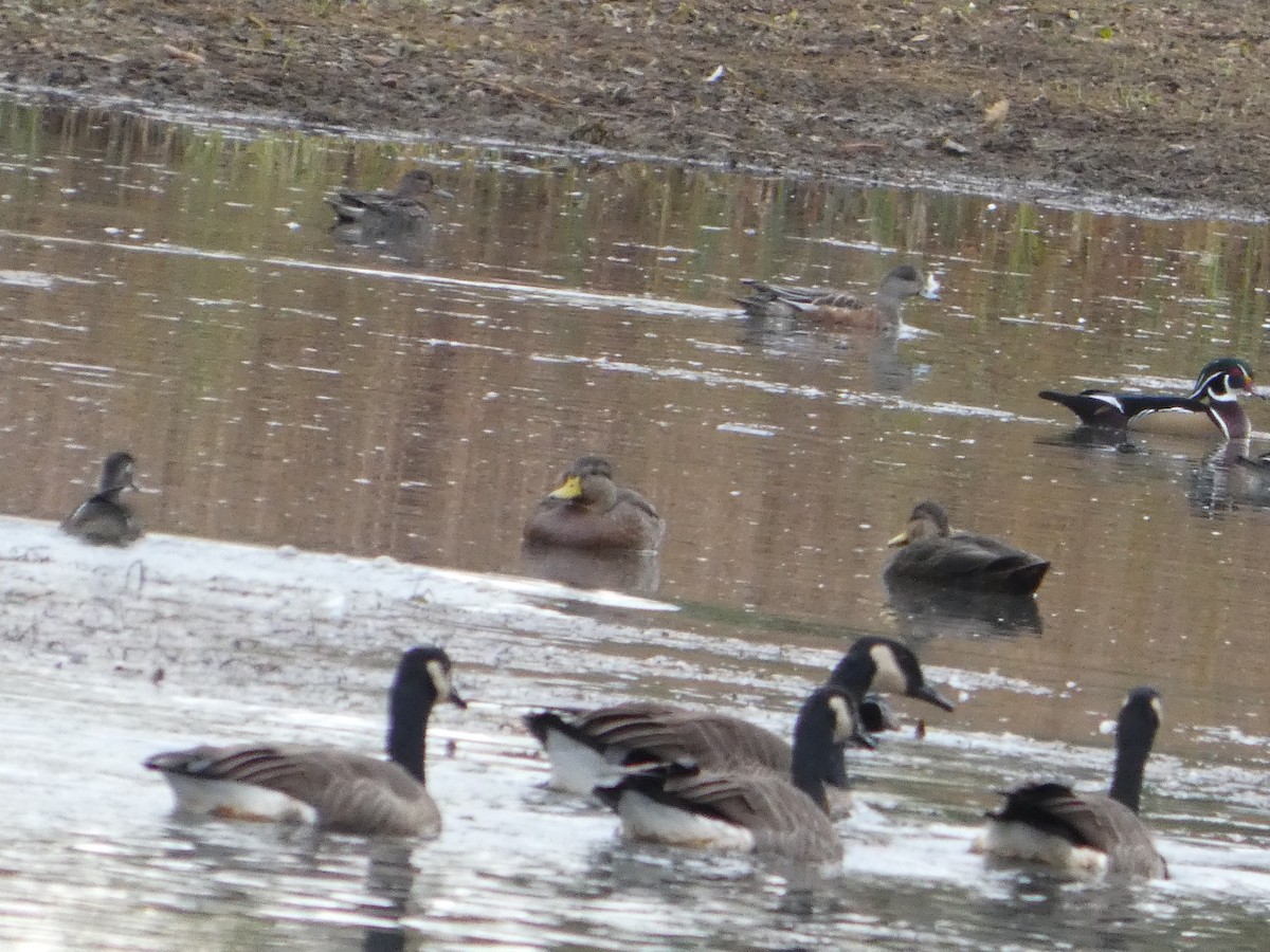American Black Duck - ML643672758