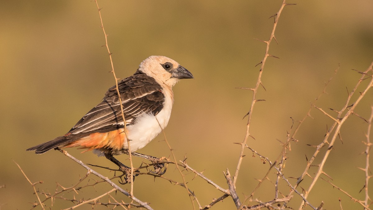 Alecto à tête blanche - ML643672761