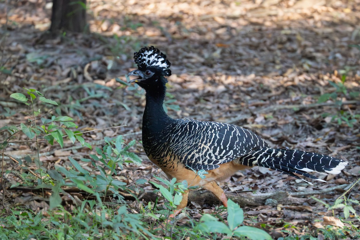 Bare-faced Curassow - ML643672762