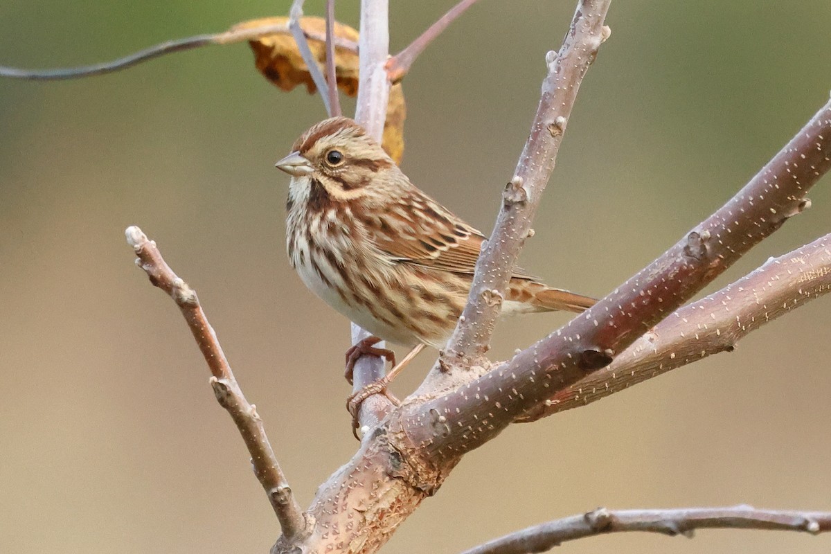 Song Sparrow - ML643672763