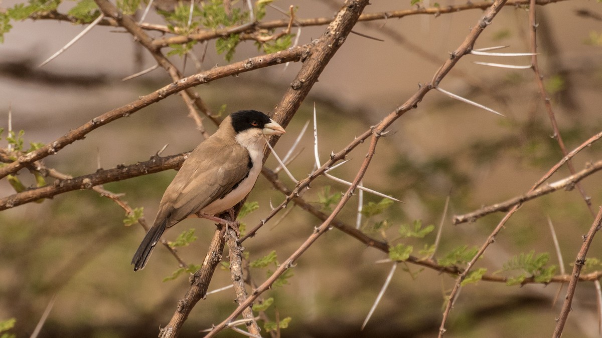 Tejedor Social de Cabanis - ML643672776