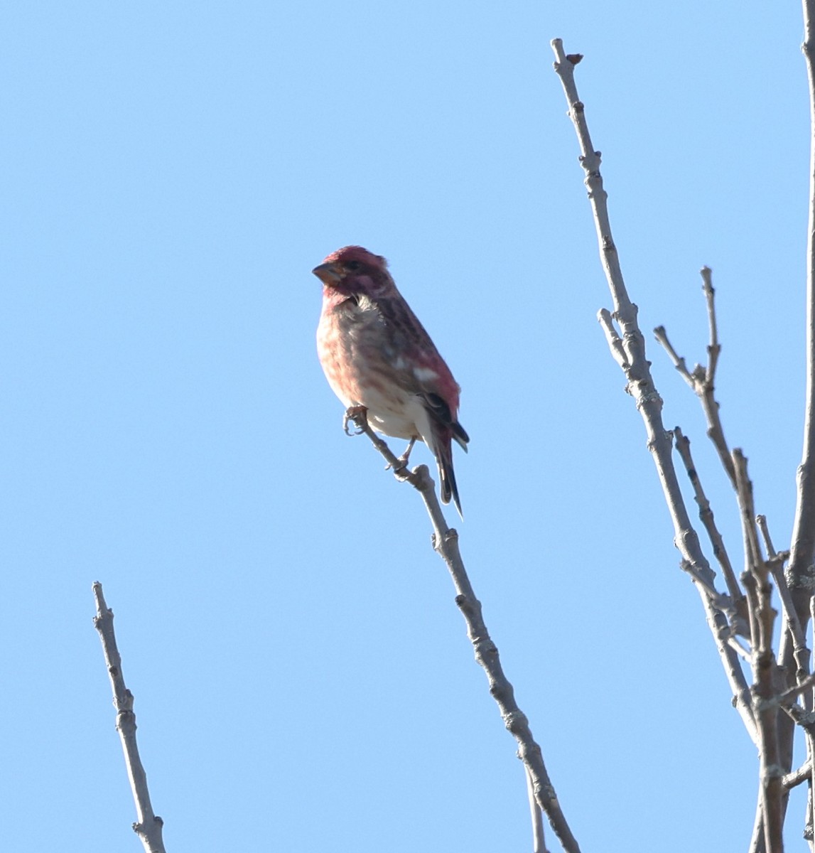 Purple Finch - ML643672777