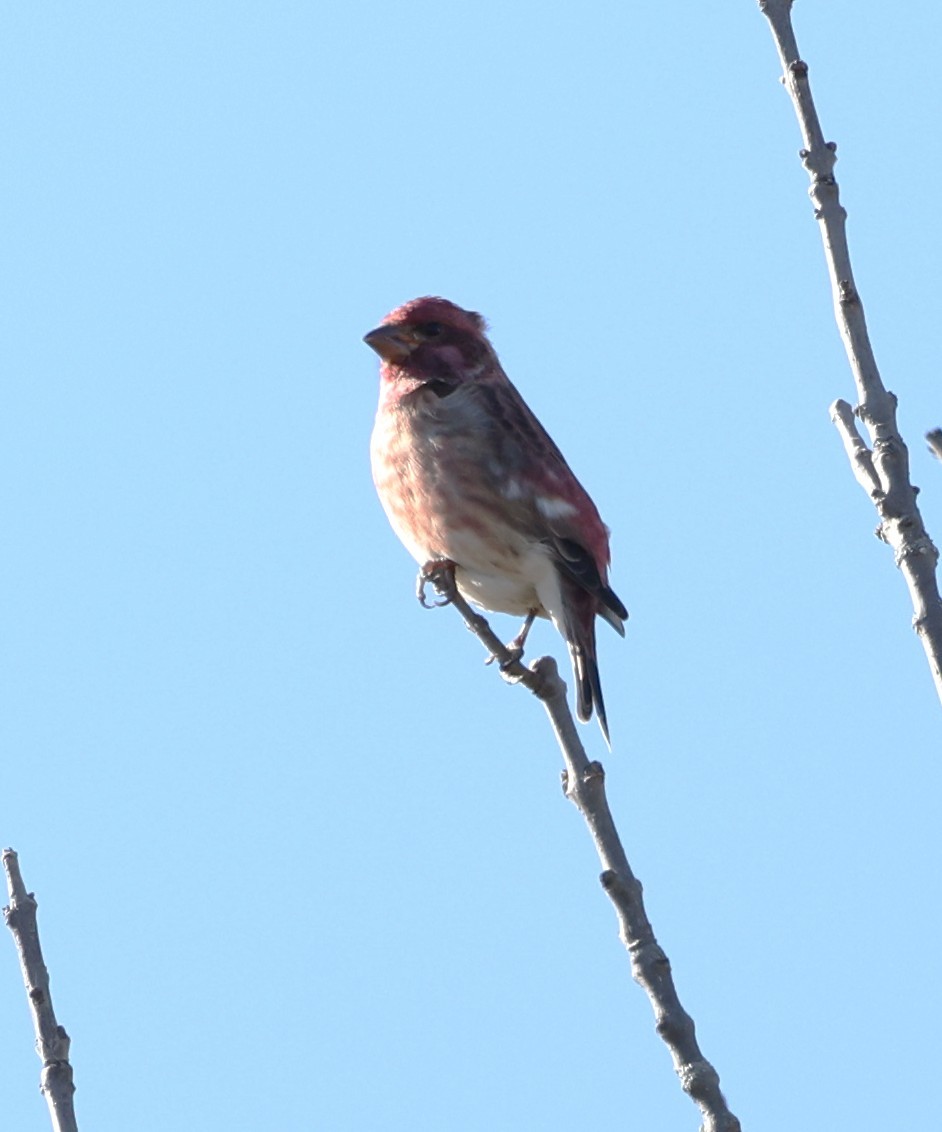 Purple Finch - ML643672780