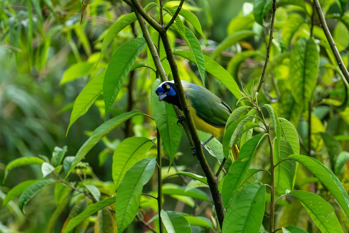 Inkablaurabe - ML643672783