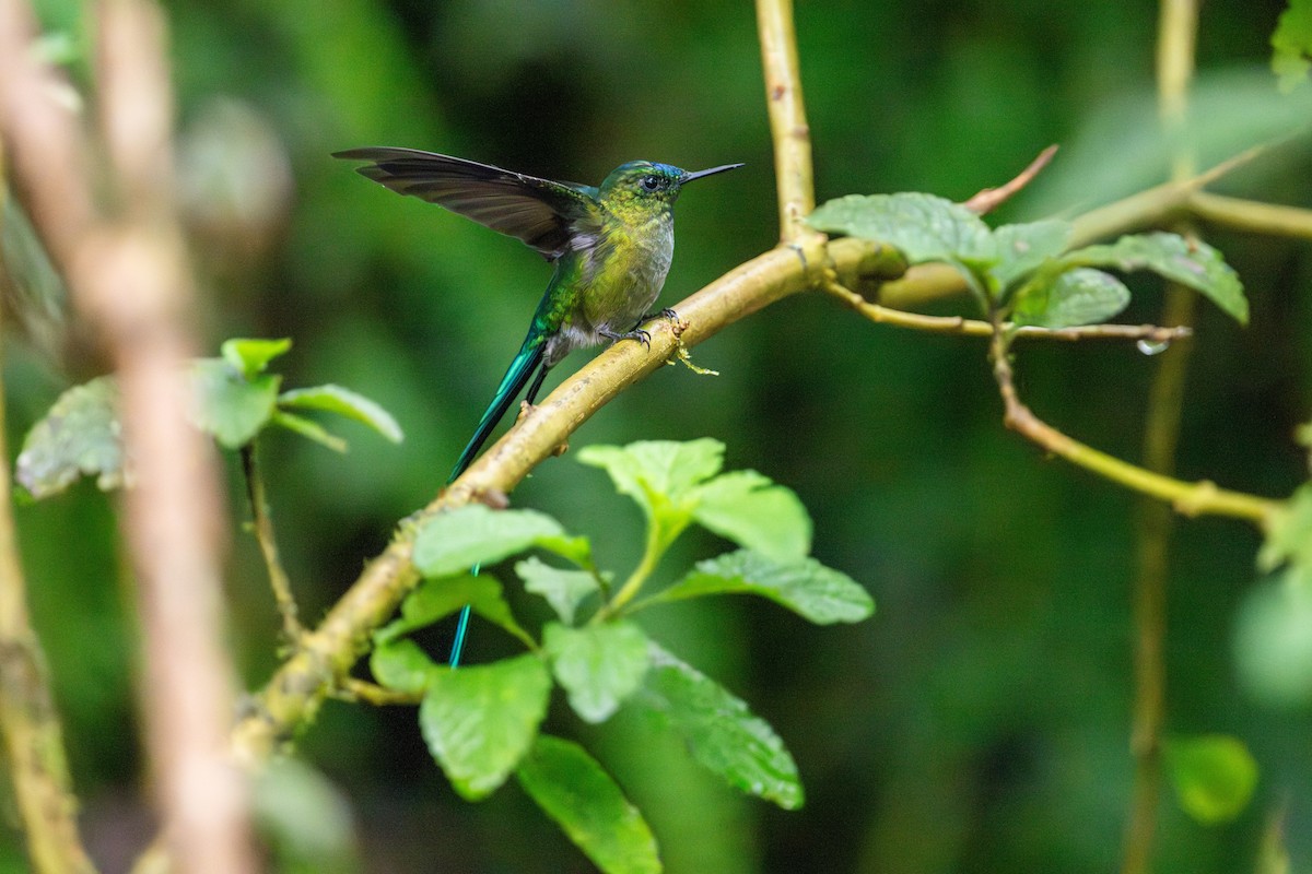 Long-tailed Sylph - ML643672805