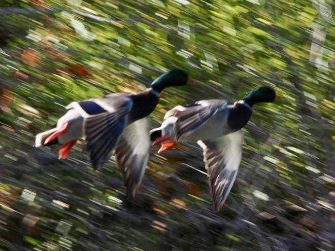 Canard colvert - ML643672860