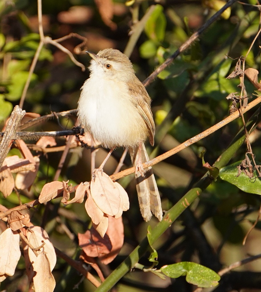 Tawny-flanked Prinia - ML643672861