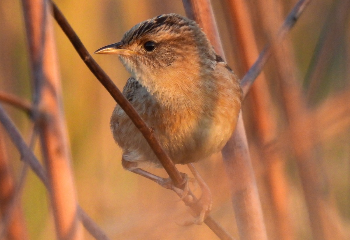 Sedge Wren - ML643672865