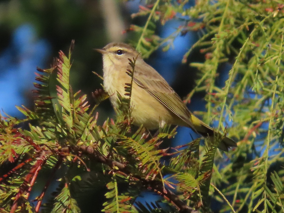 Palm Warbler - ML643672887