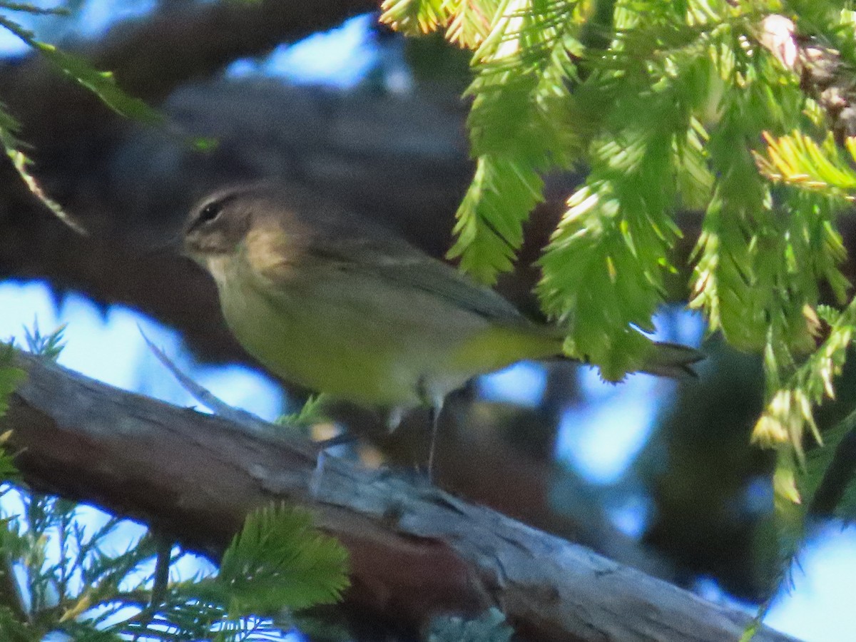 Palm Warbler - ML643672888