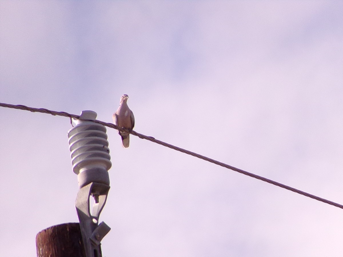 Eurasian Collared-Dove - ML643672890