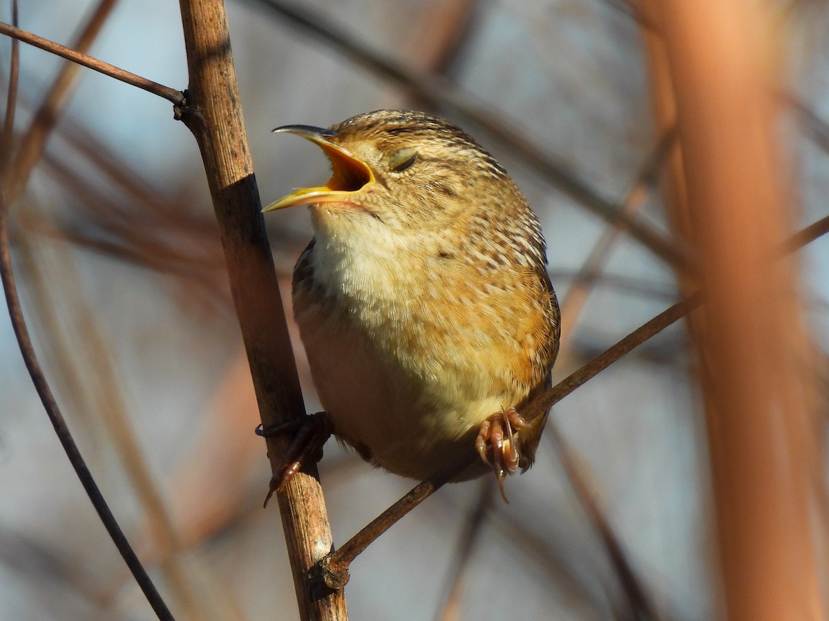 Sedge Wren - ML643672892