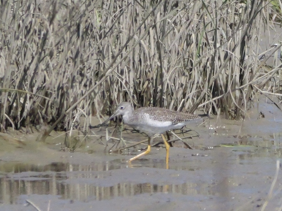 Greater Yellowlegs - ML643672898