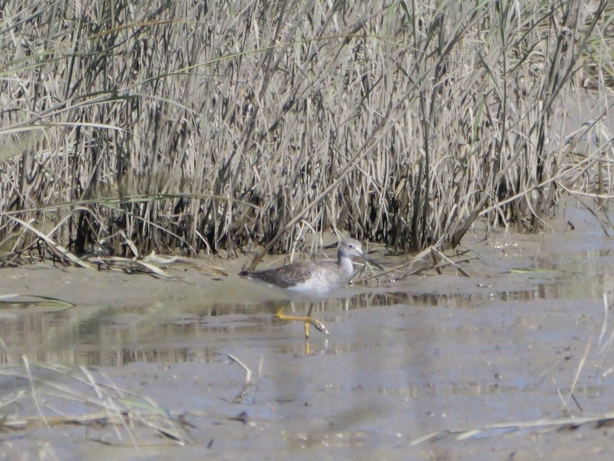 Greater Yellowlegs - ML643672899