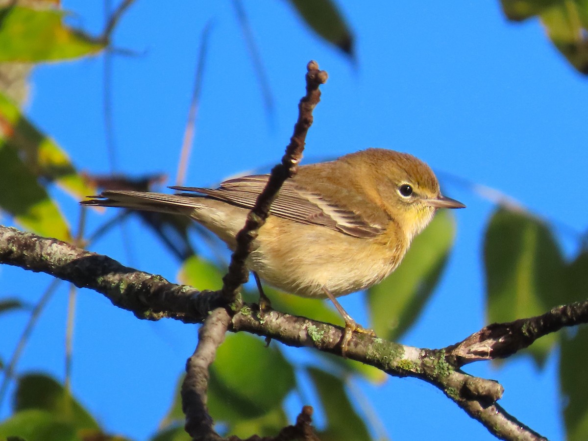 Pine Warbler - ML643672917