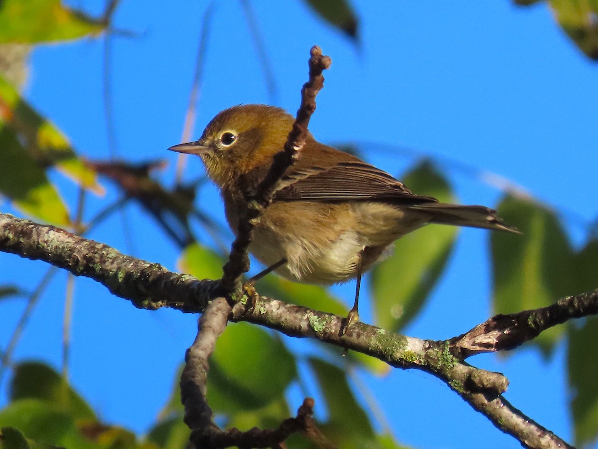 Pine Warbler - ML643672918