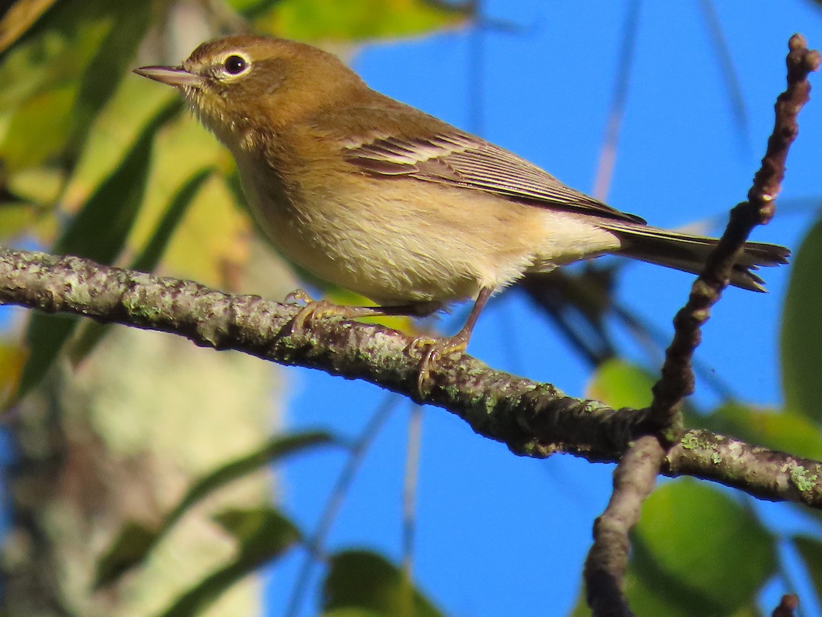 Pine Warbler - ML643672919