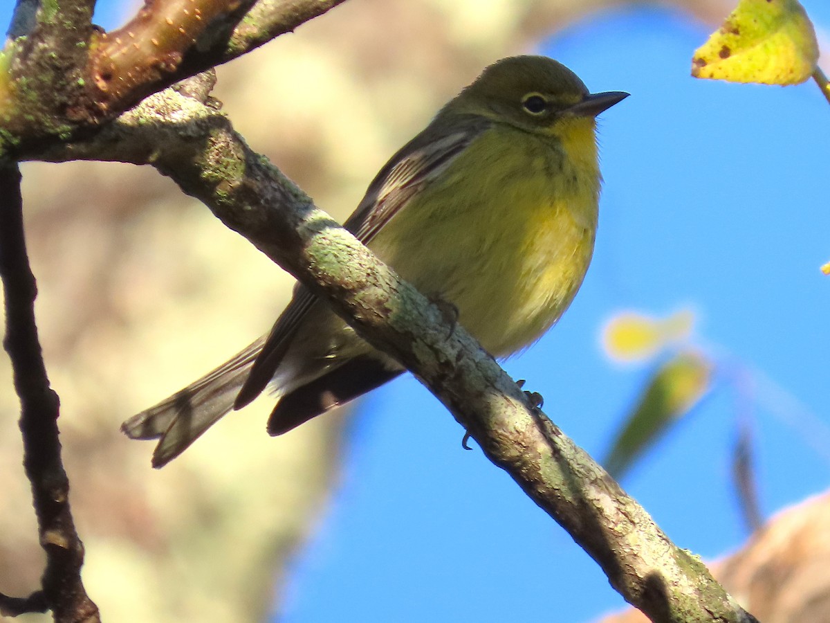 Pine Warbler - ML643672920