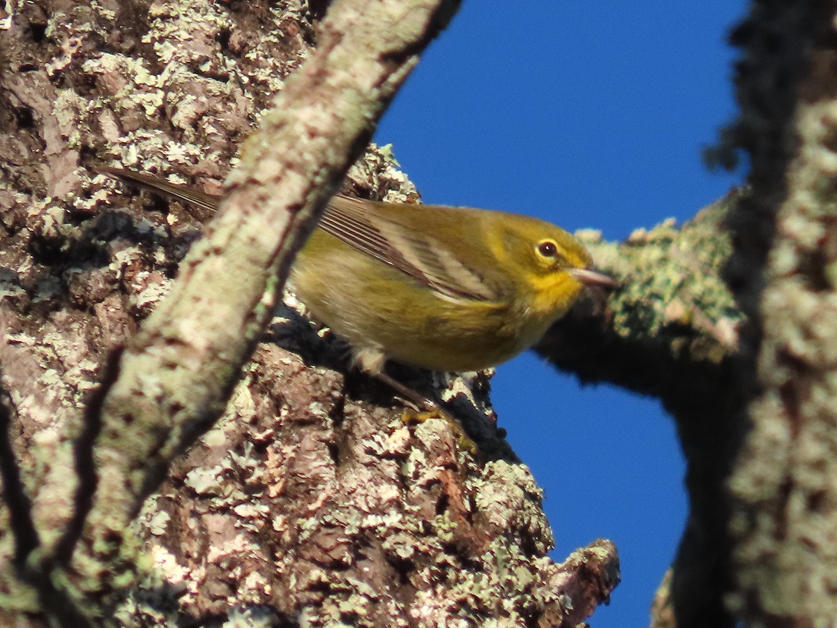 Pine Warbler - ML643672921