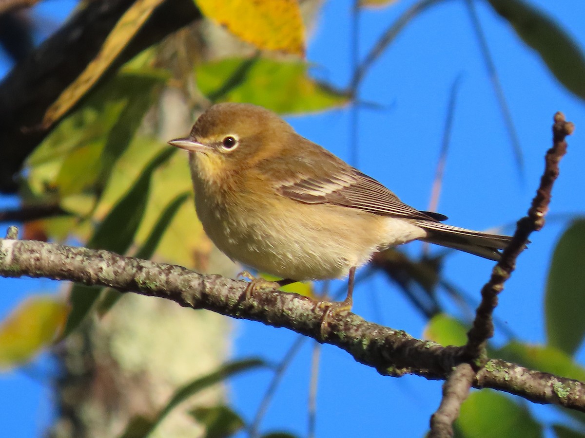 Pine Warbler - ML643672922