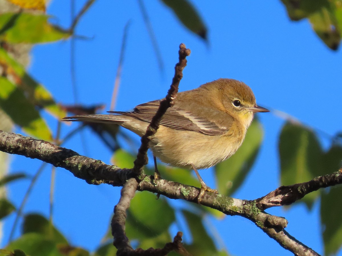 Pine Warbler - ML643672923