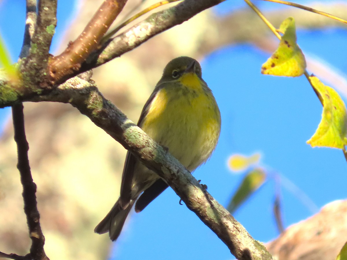 Pine Warbler - ML643672924