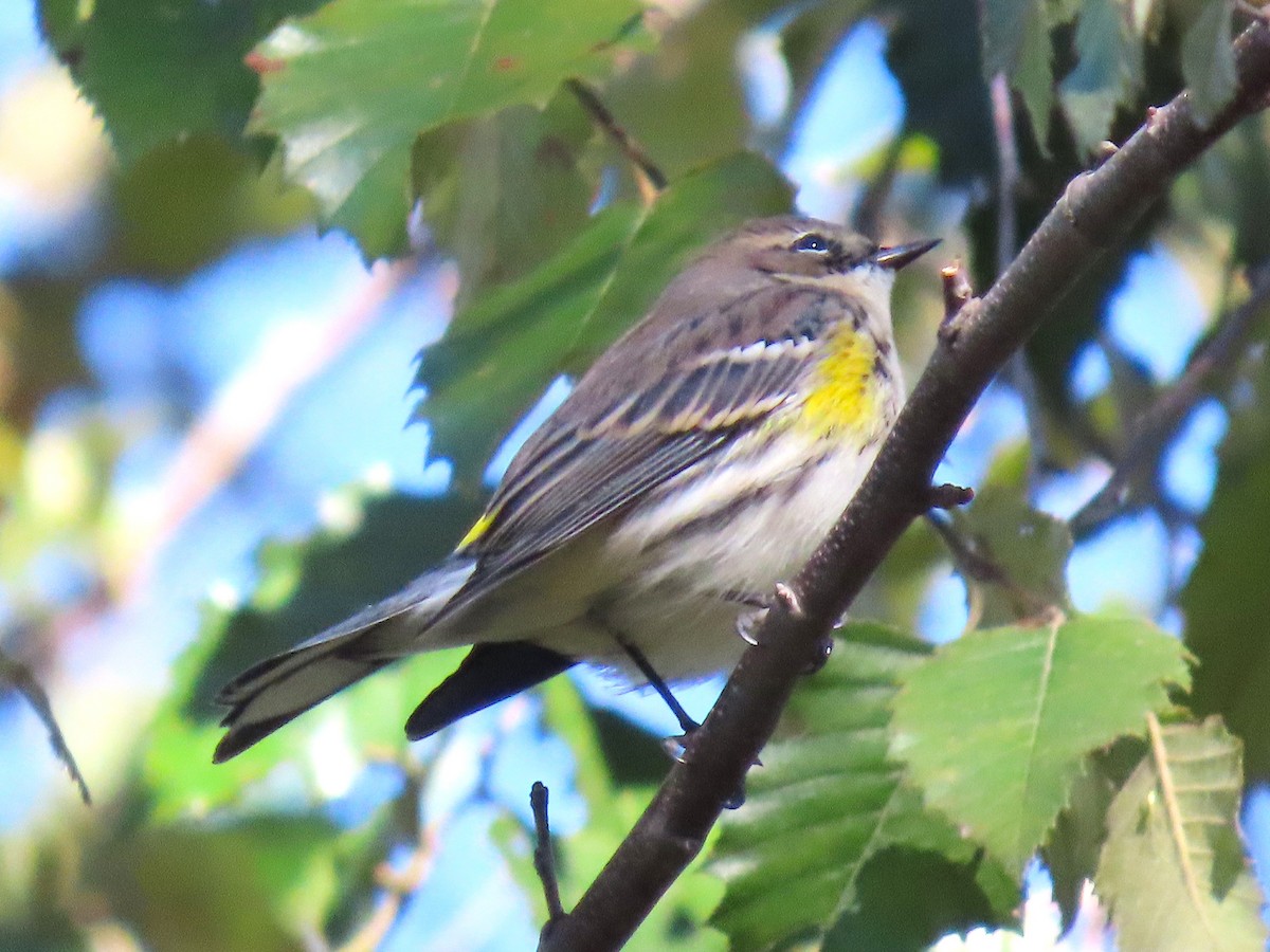 Yellow-rumped Warbler - ML643672948
