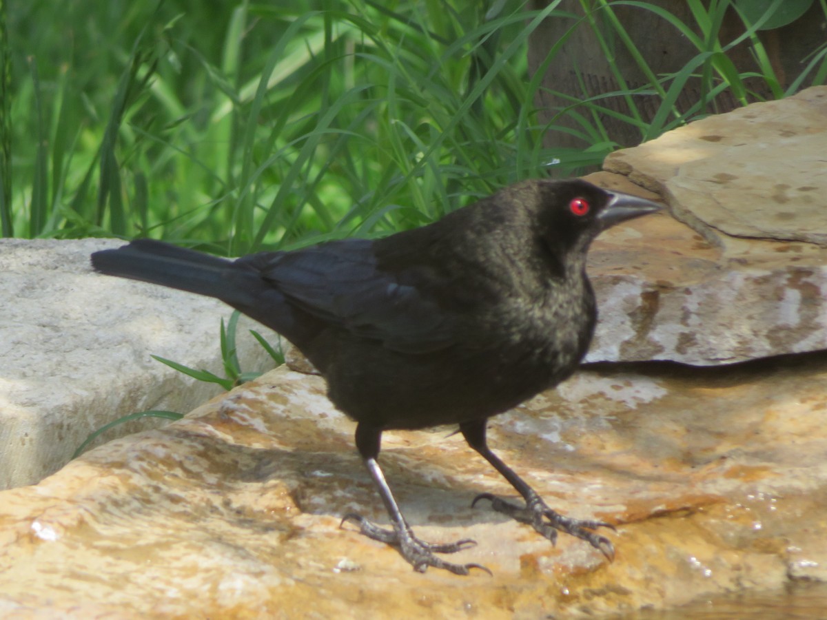 Bronzed Cowbird - ML643672949