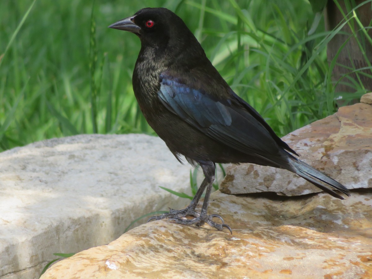 Bronzed Cowbird - ML643672950