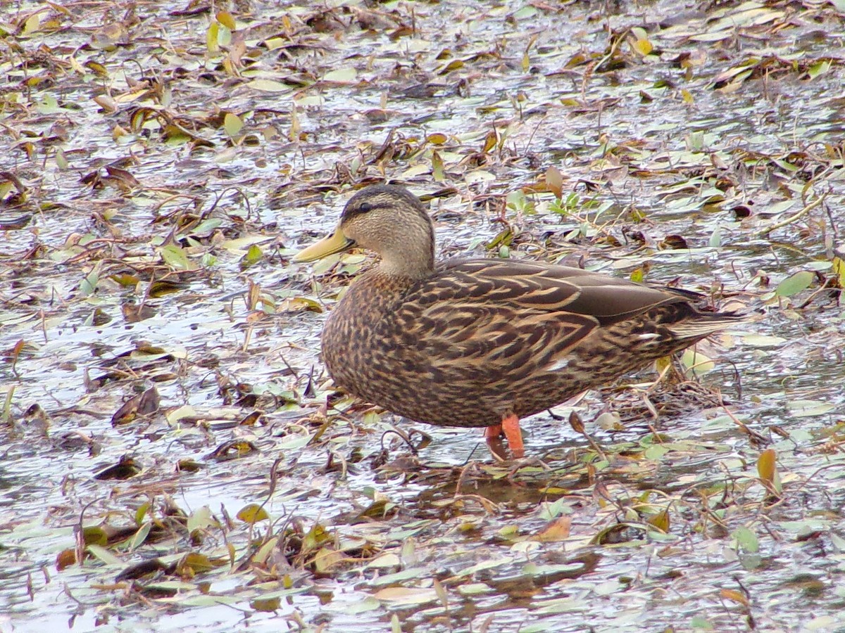 Canard brun - ML643672959