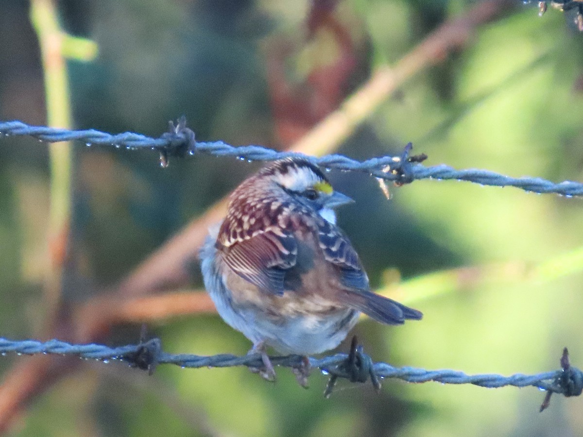 White-throated Sparrow - ML643672965