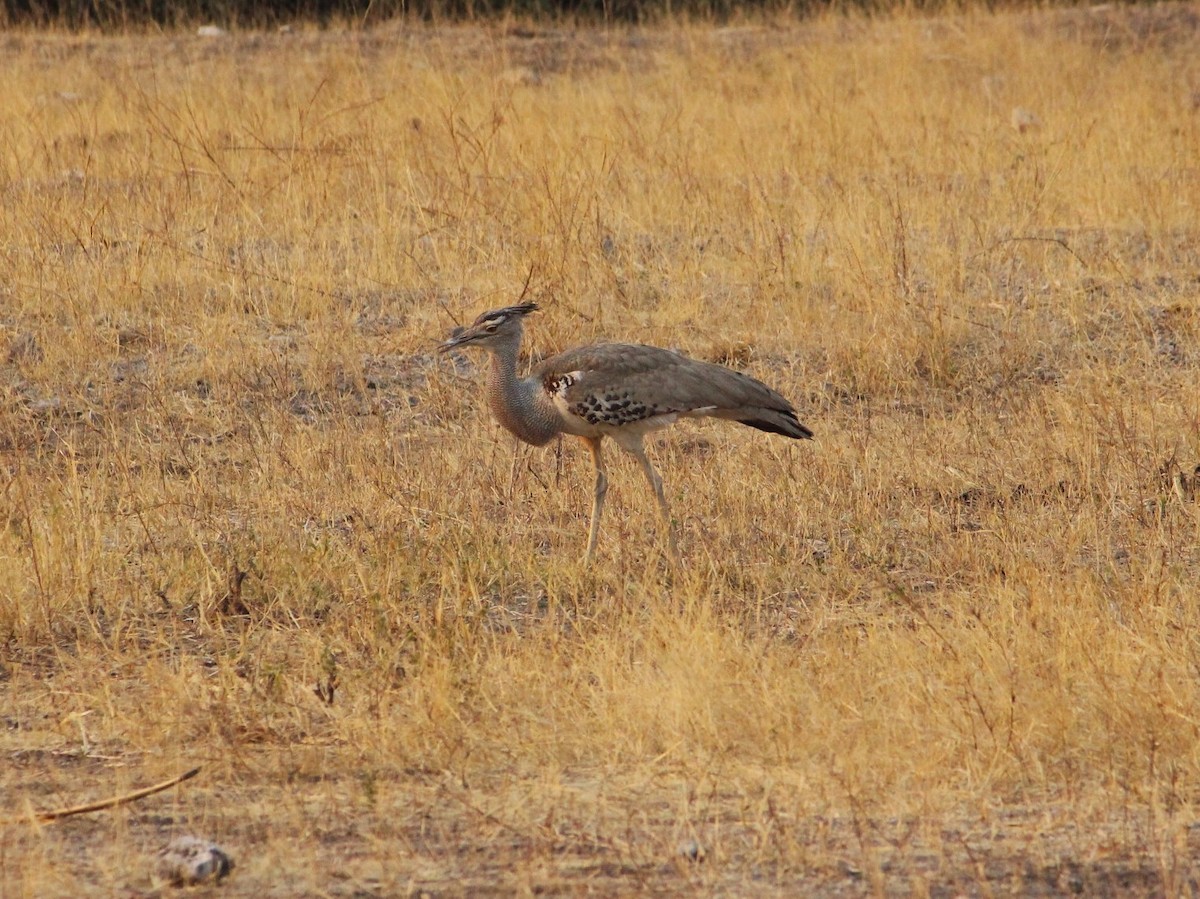 Kori Bustard - ML643672966