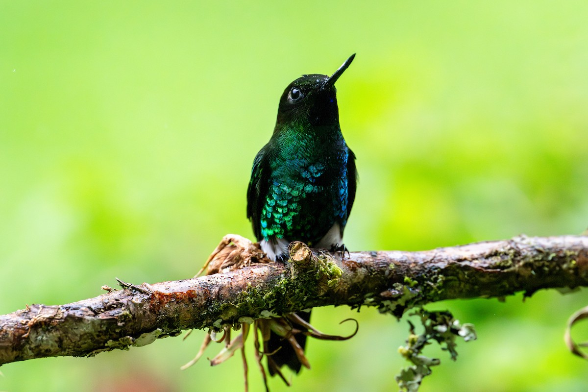 Glowing Puffleg - ML643672968