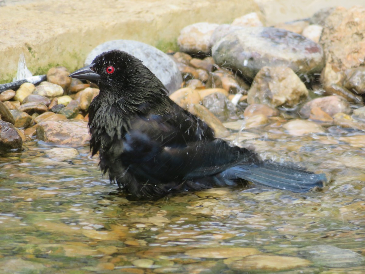 Bronzed Cowbird - ML643672970