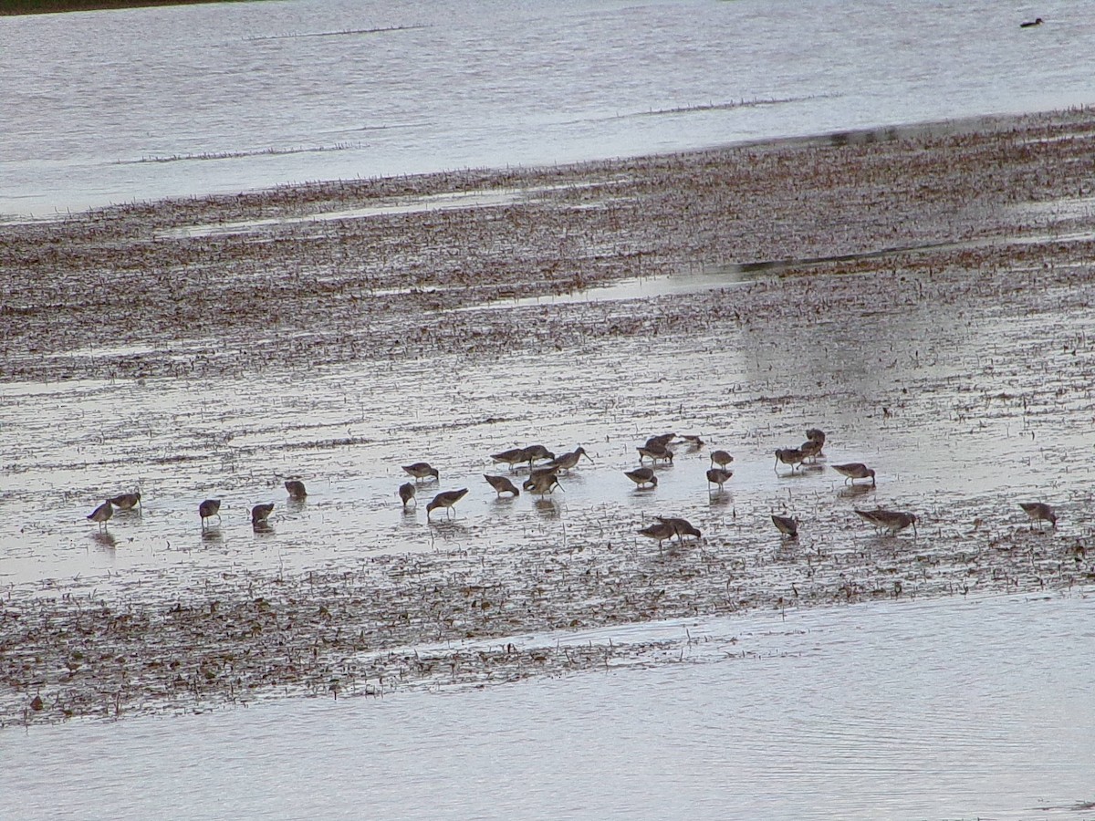 Long-billed Dowitcher - ML643672981