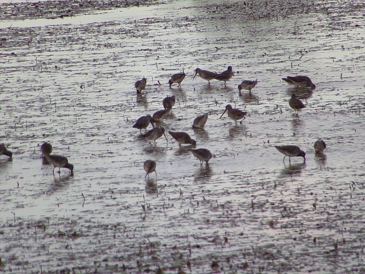 Long-billed Dowitcher - ML643672982