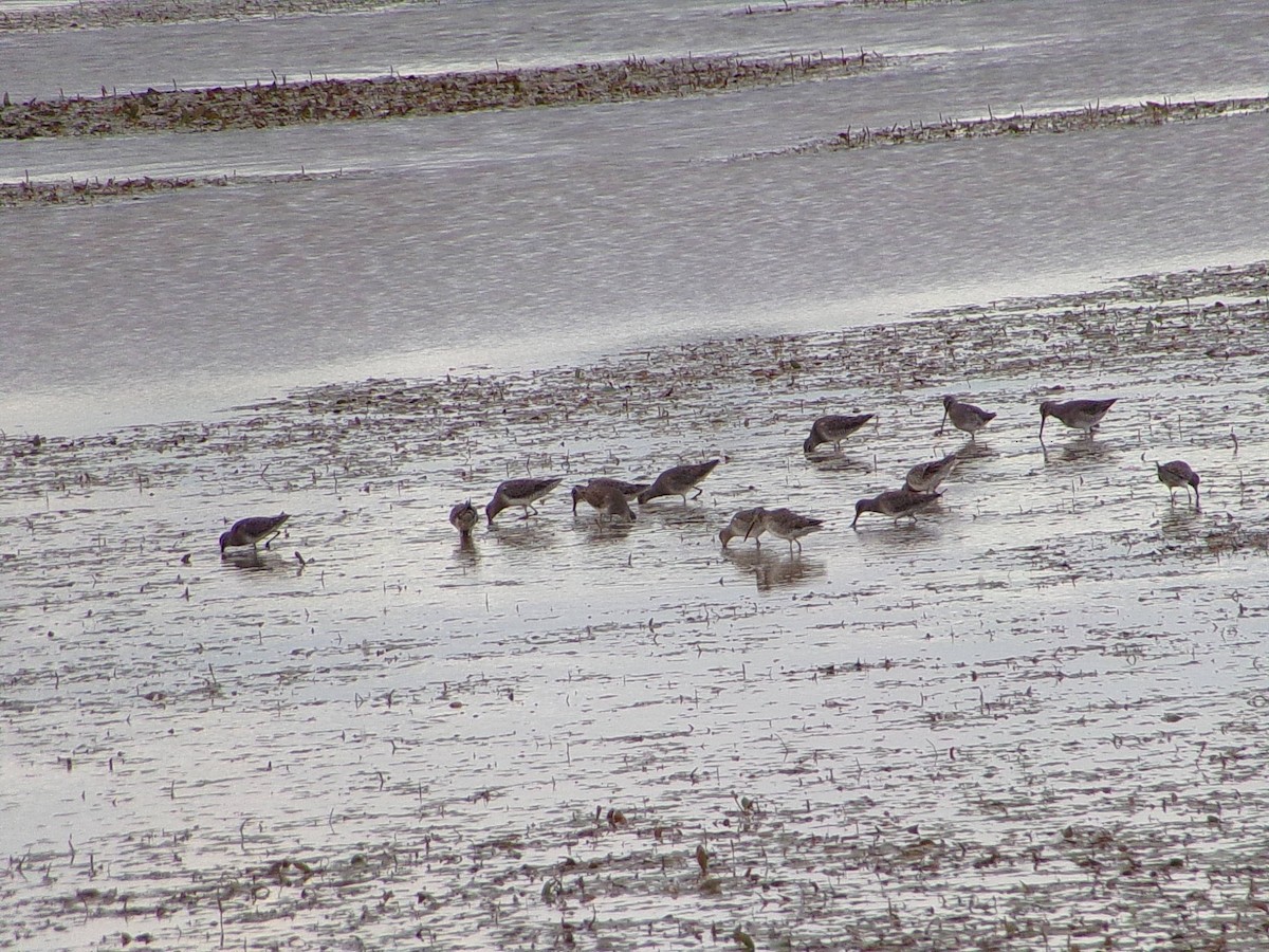 Long-billed Dowitcher - ML643672984