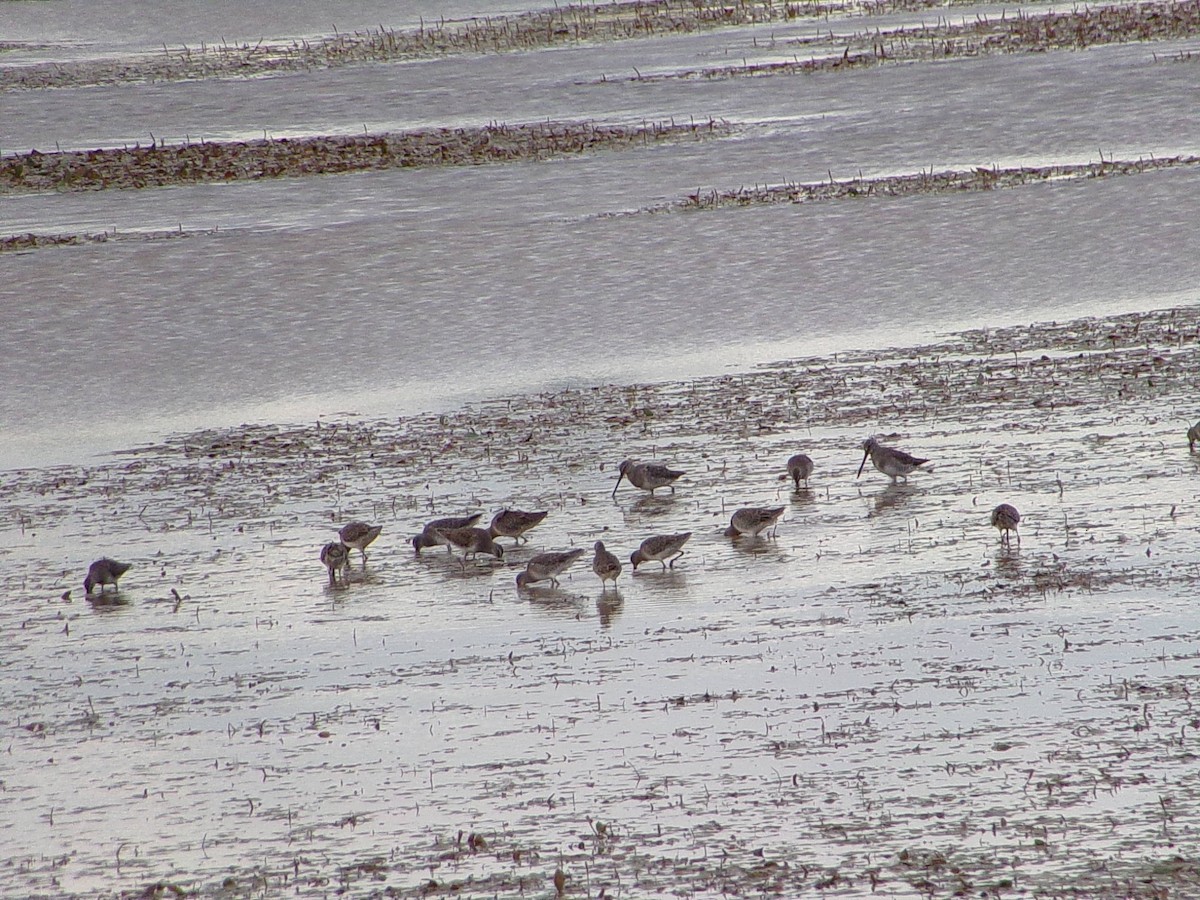 Long-billed Dowitcher - ML643672986