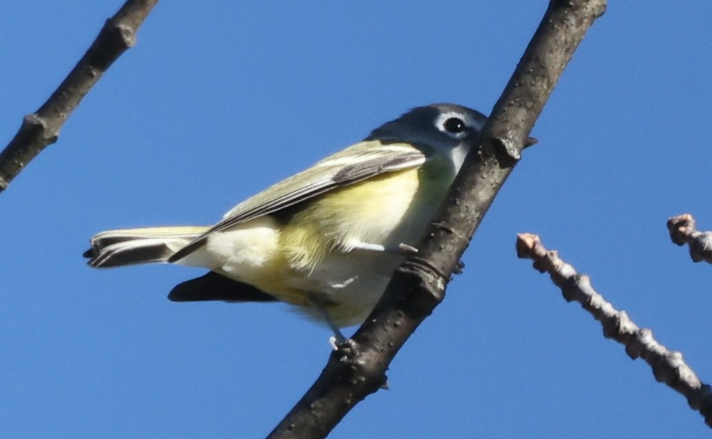 Blue-headed Vireo - ML643672996