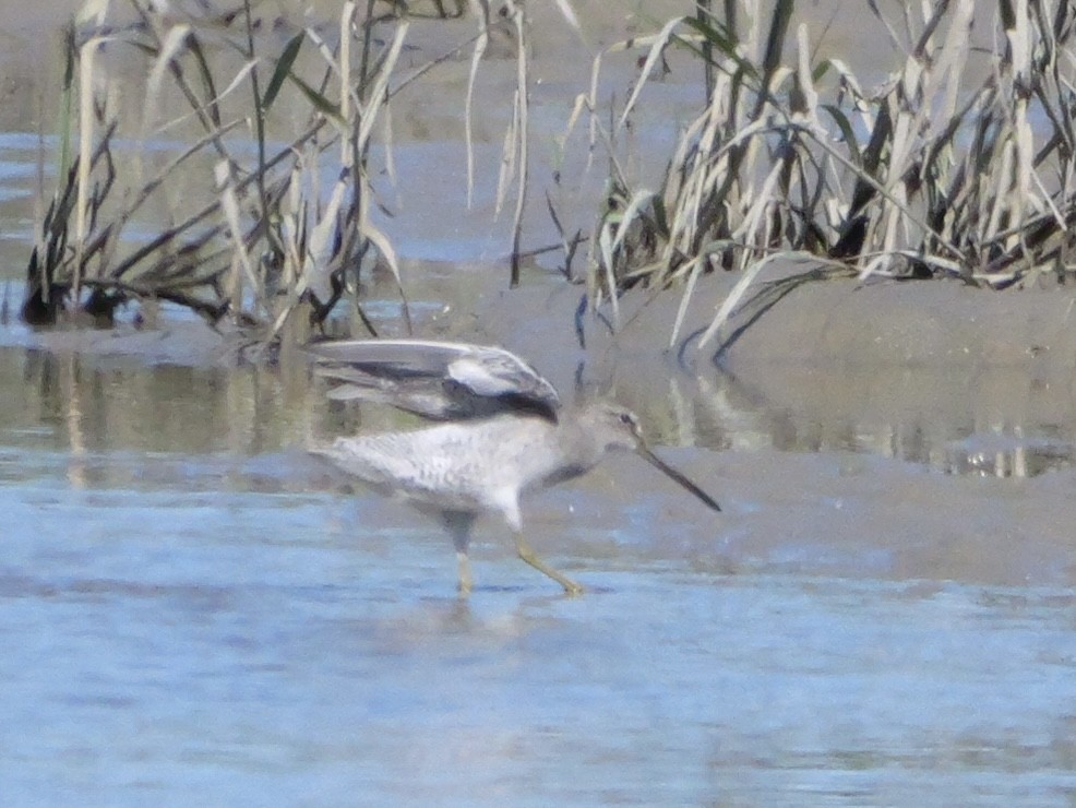 Short-billed Dowitcher - ML643673004